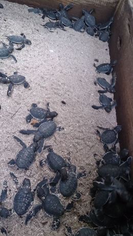 turtle reservation